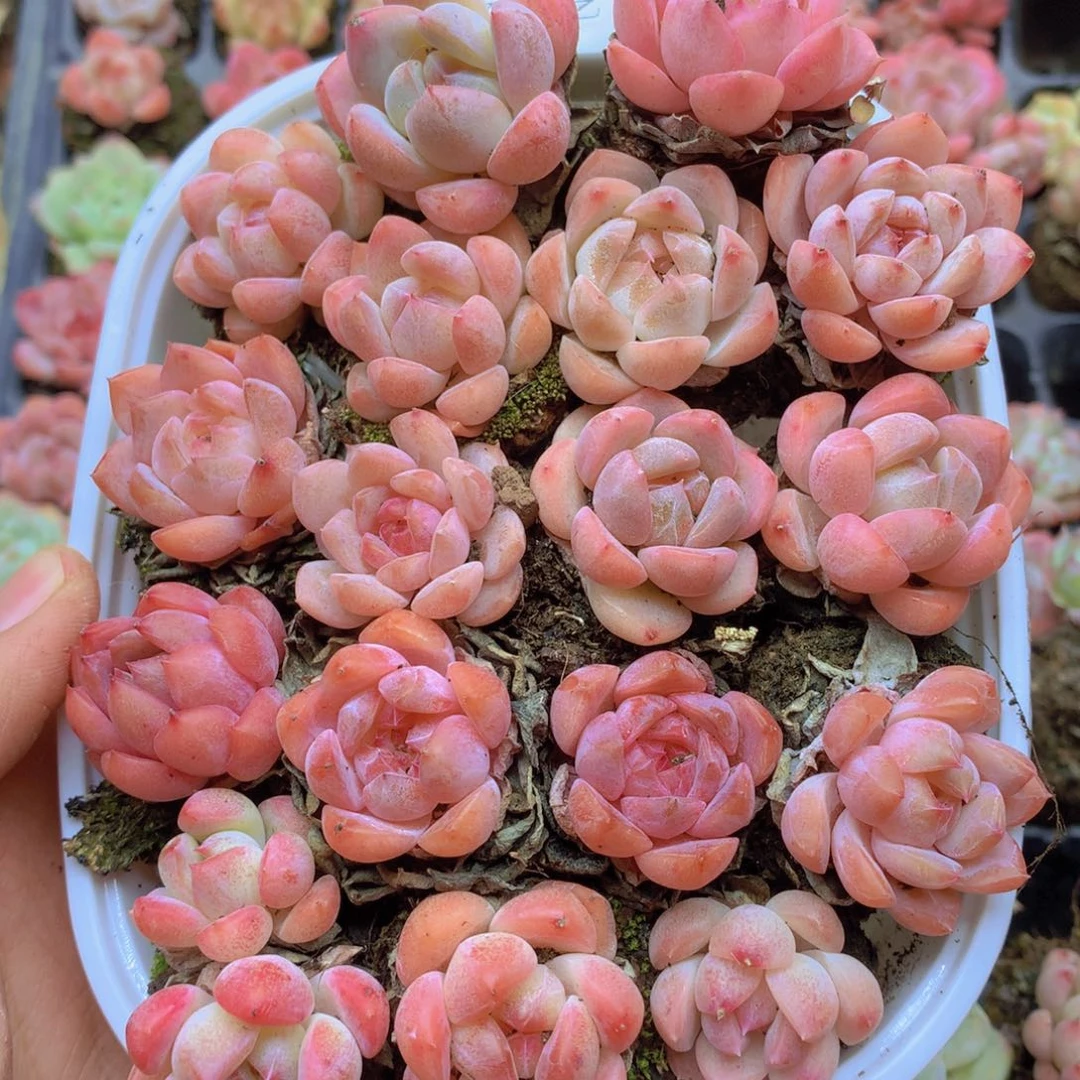 我要睡觉了啊我要睡觉咯030