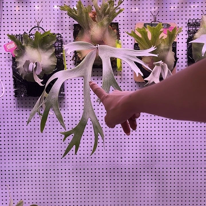 不开花植物绣银孢子苗