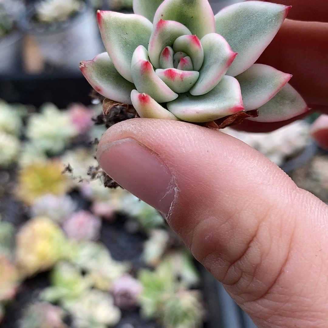 557蔚蓝乌木锦多肉植物哇啦塞