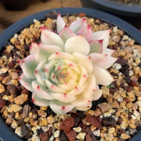 吉娃娃锦 双头 夏鸣园艺