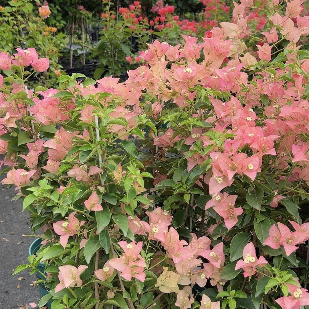 当前无花栽培后可以开花卡亚塔带竹一棵