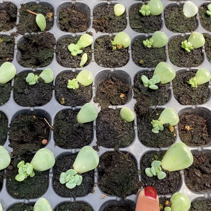 618福利胭脂甜心芽苗一个多肉