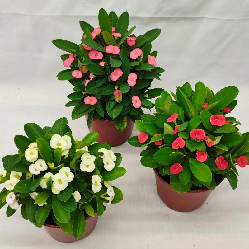 刺梅铁海棠四季开花绿植花卉懒人观花办公室阳台绿植盆栽桌面美观