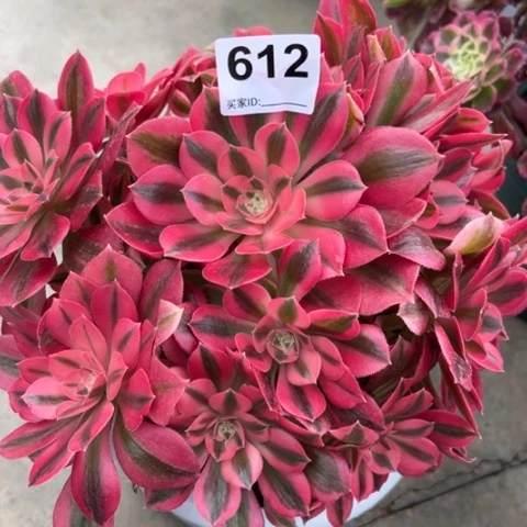 612女巫20厘米左右