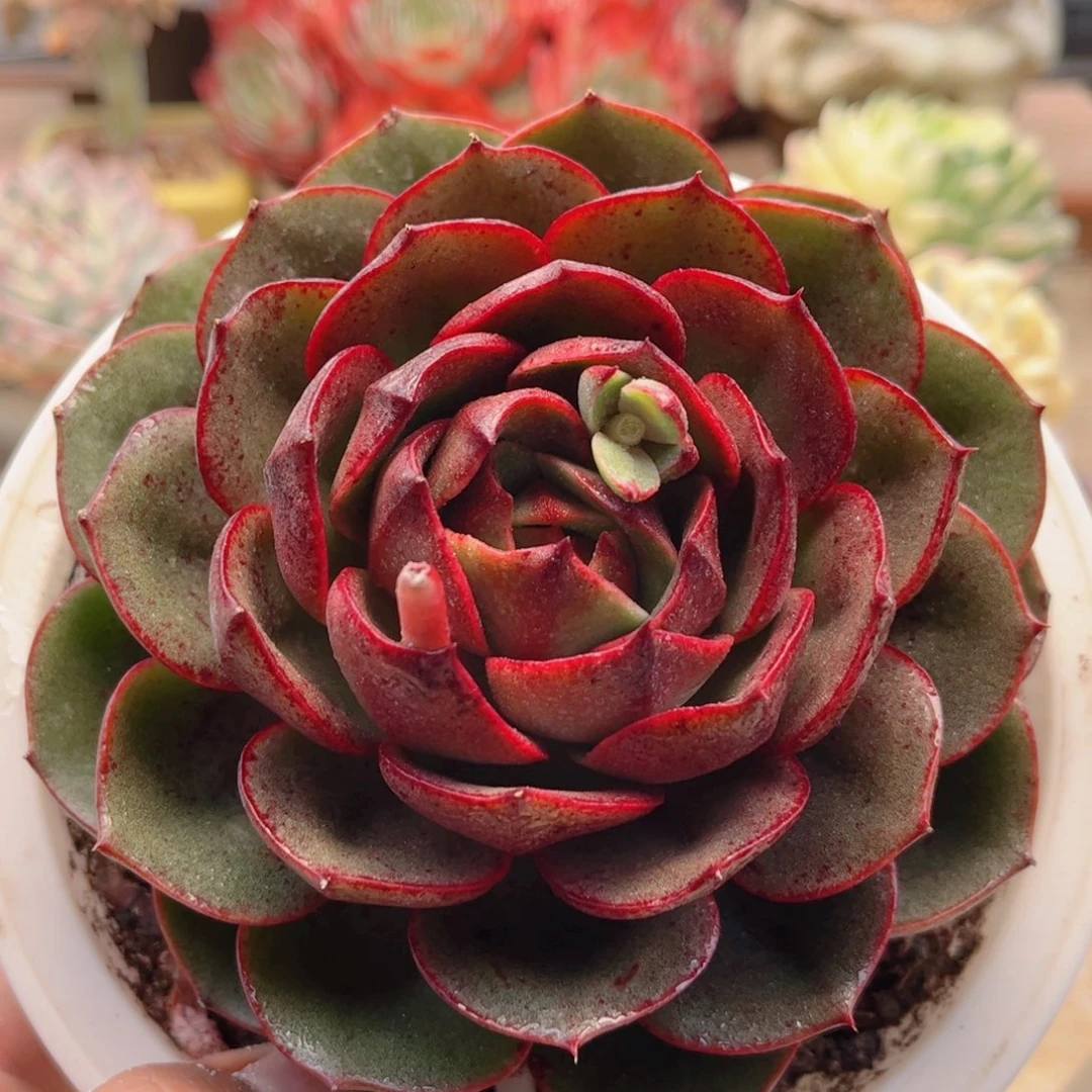 577藏宝图德华多肉