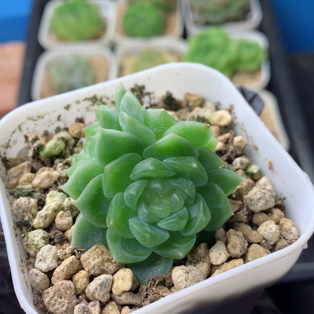 58包邮  群生不包整 145