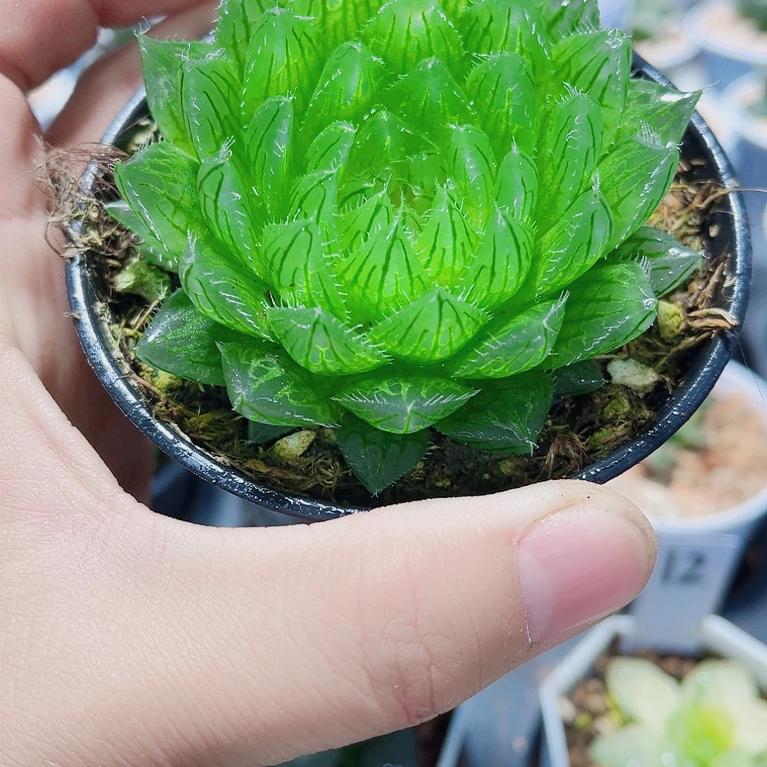 母本樱水晶新手好