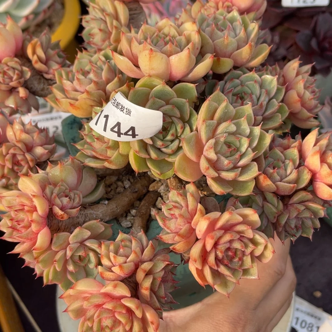 1144本吧群生多肉植物一物一拍