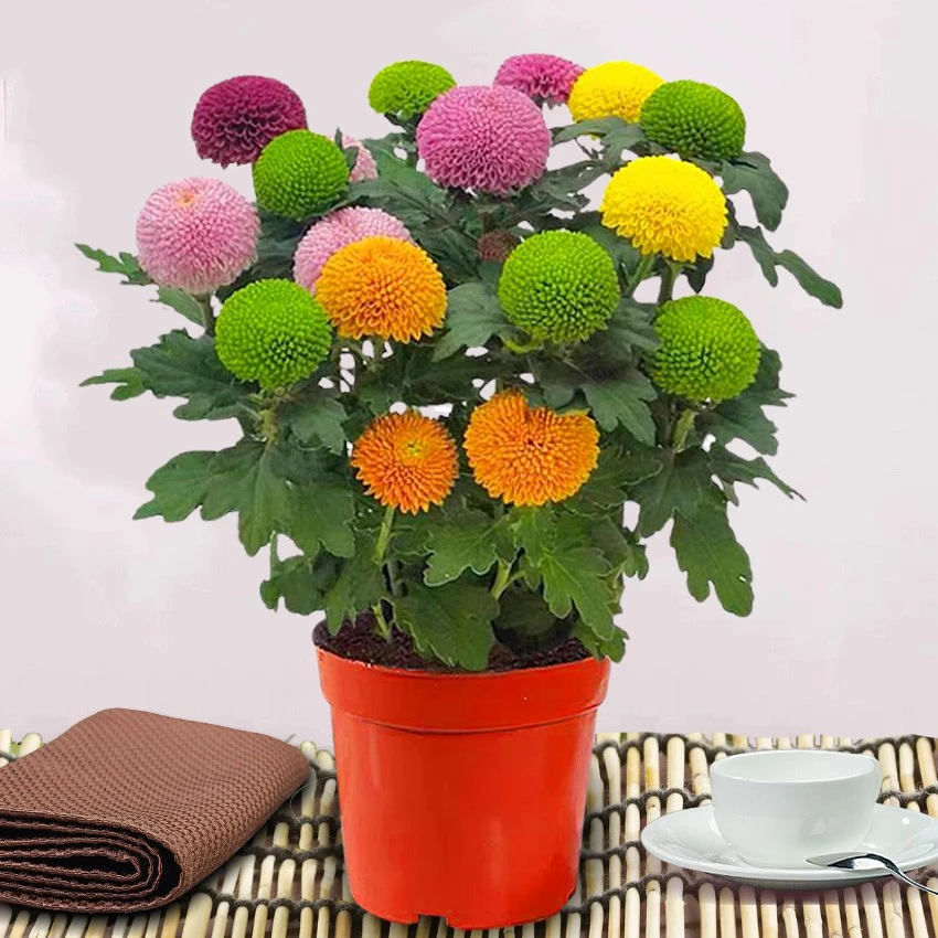 【七彩乒乓菊】盆栽多年生开花好养阳台客厅庭院观花植物