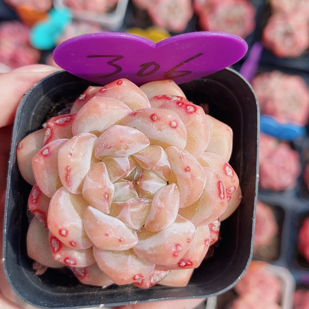 306号小老桩糖心单头