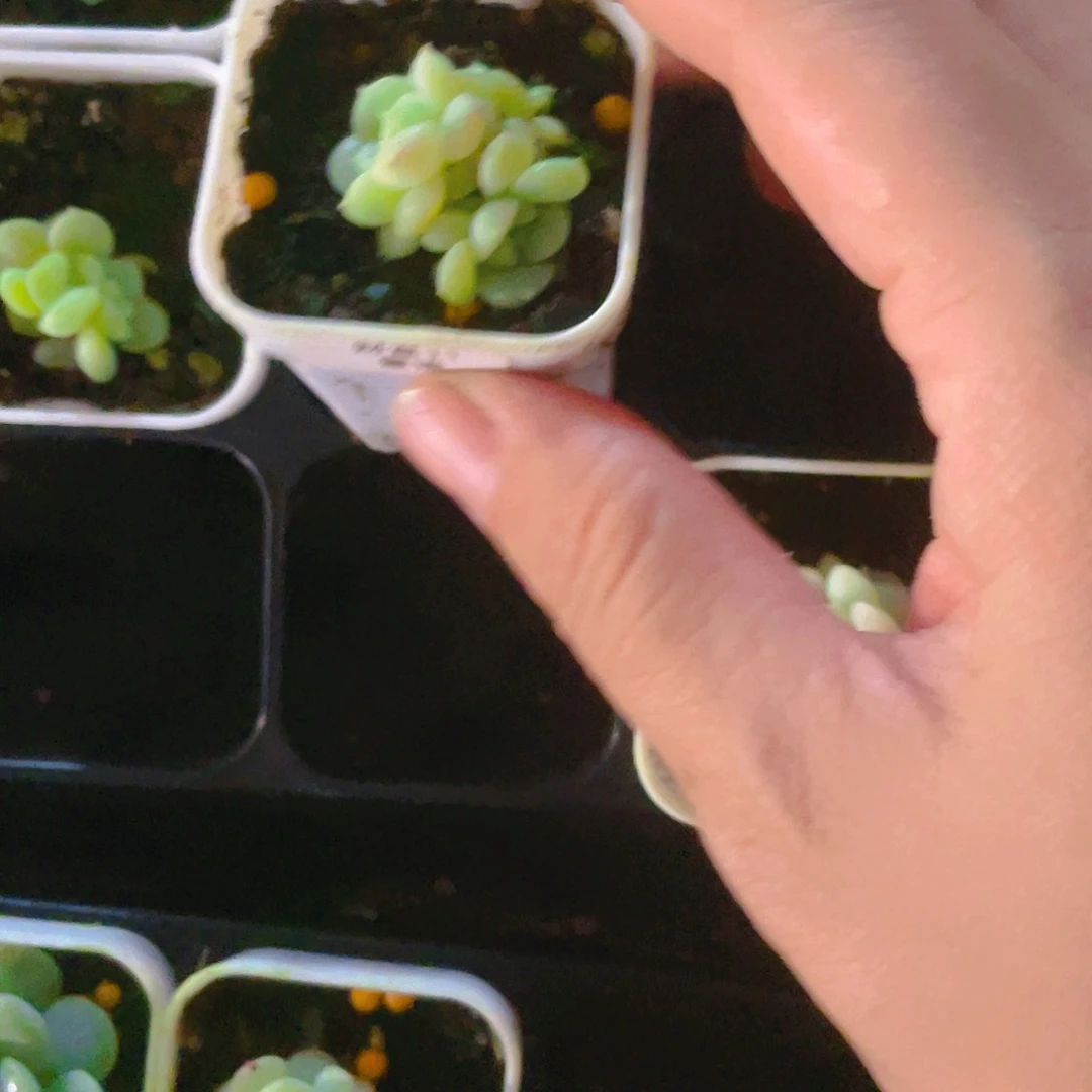 长***蜜语三头中盆一个满25包邮