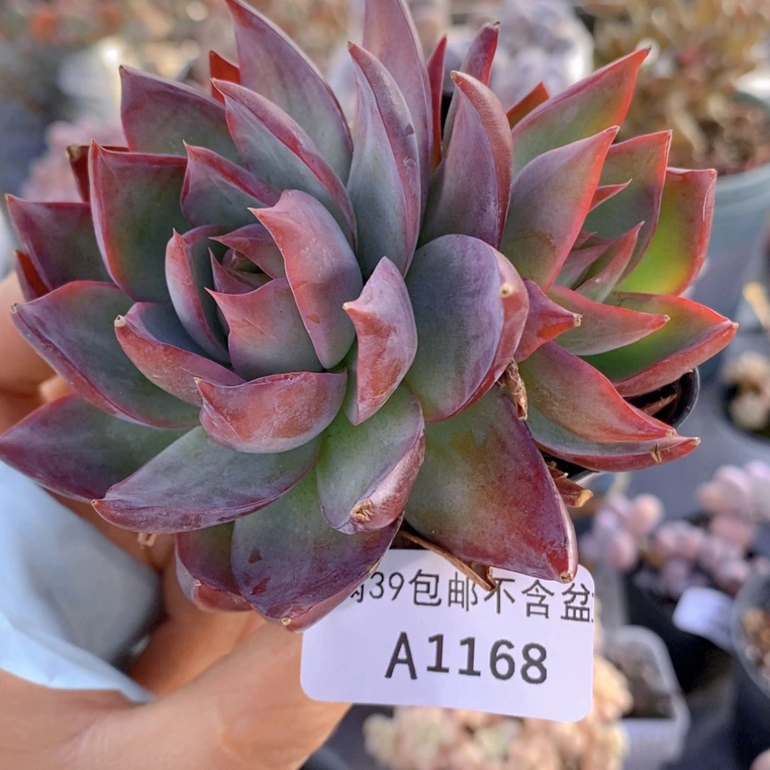 惊鸿仙子8cm1168多肉植物