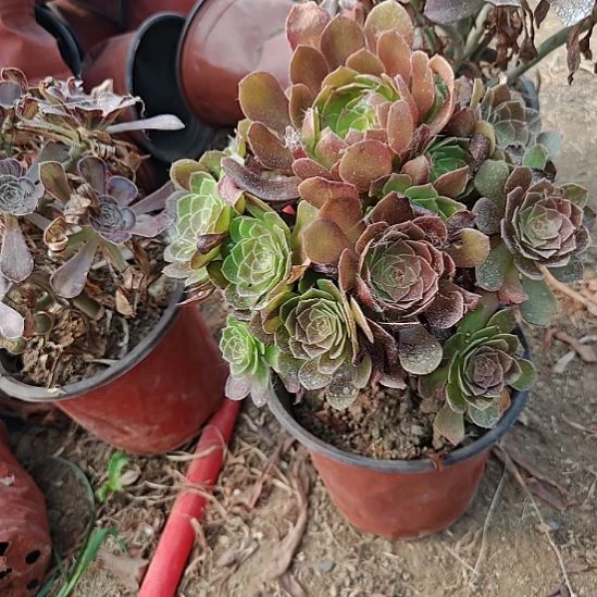 赤焰连加急发货13