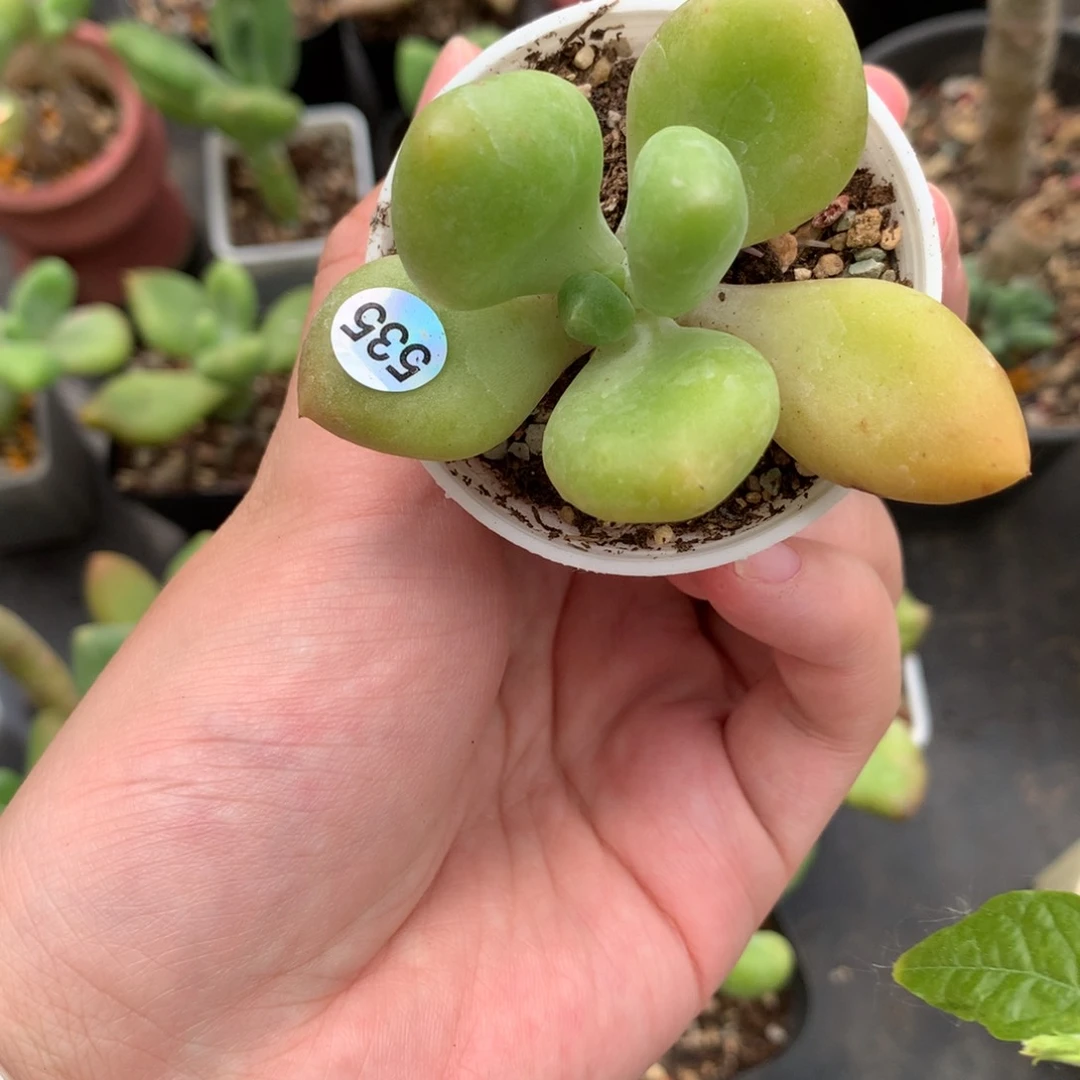 乌里韦亚哈哈哈哈哈哈535