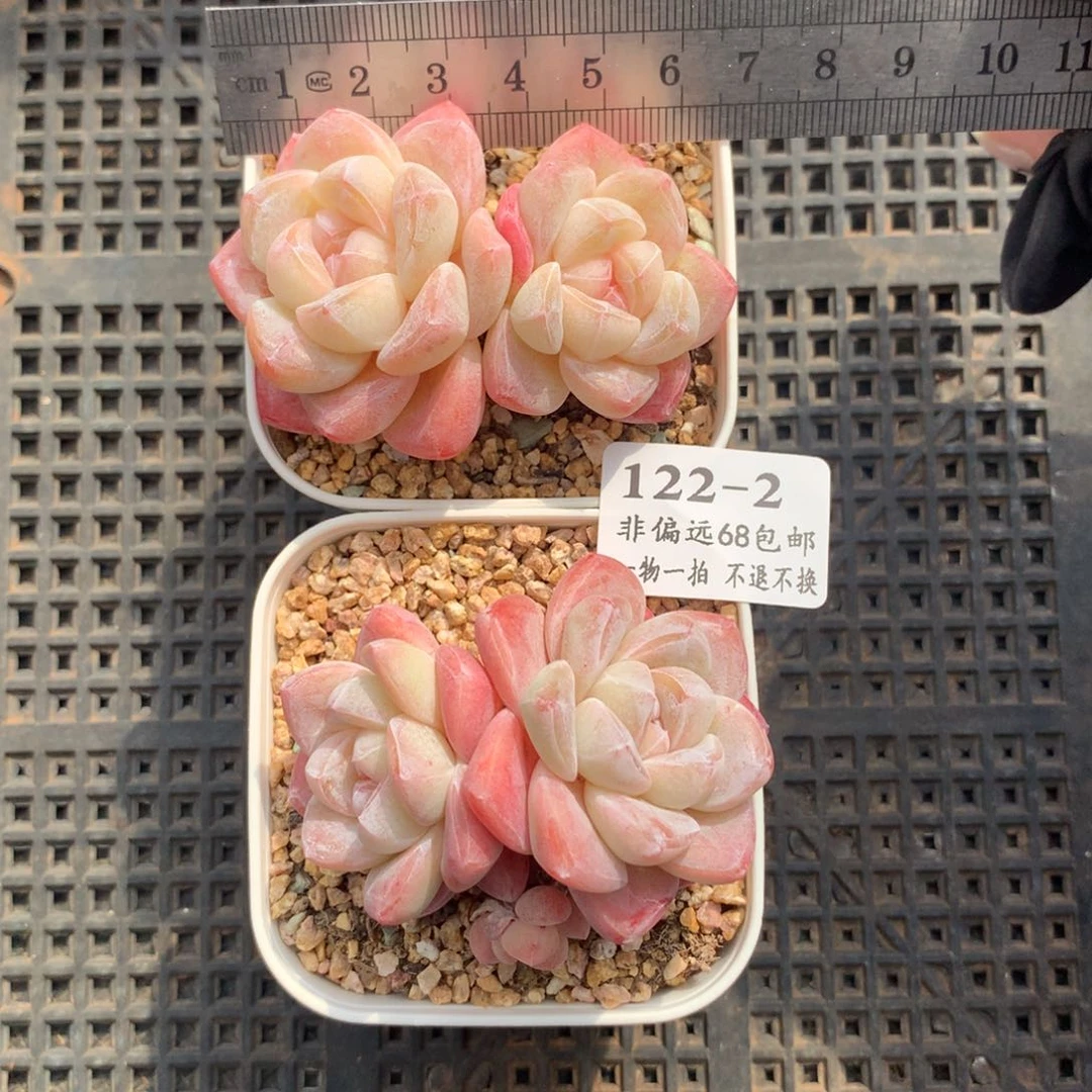 ?*橙2。糖心冰玉。新粉首单送美肉。