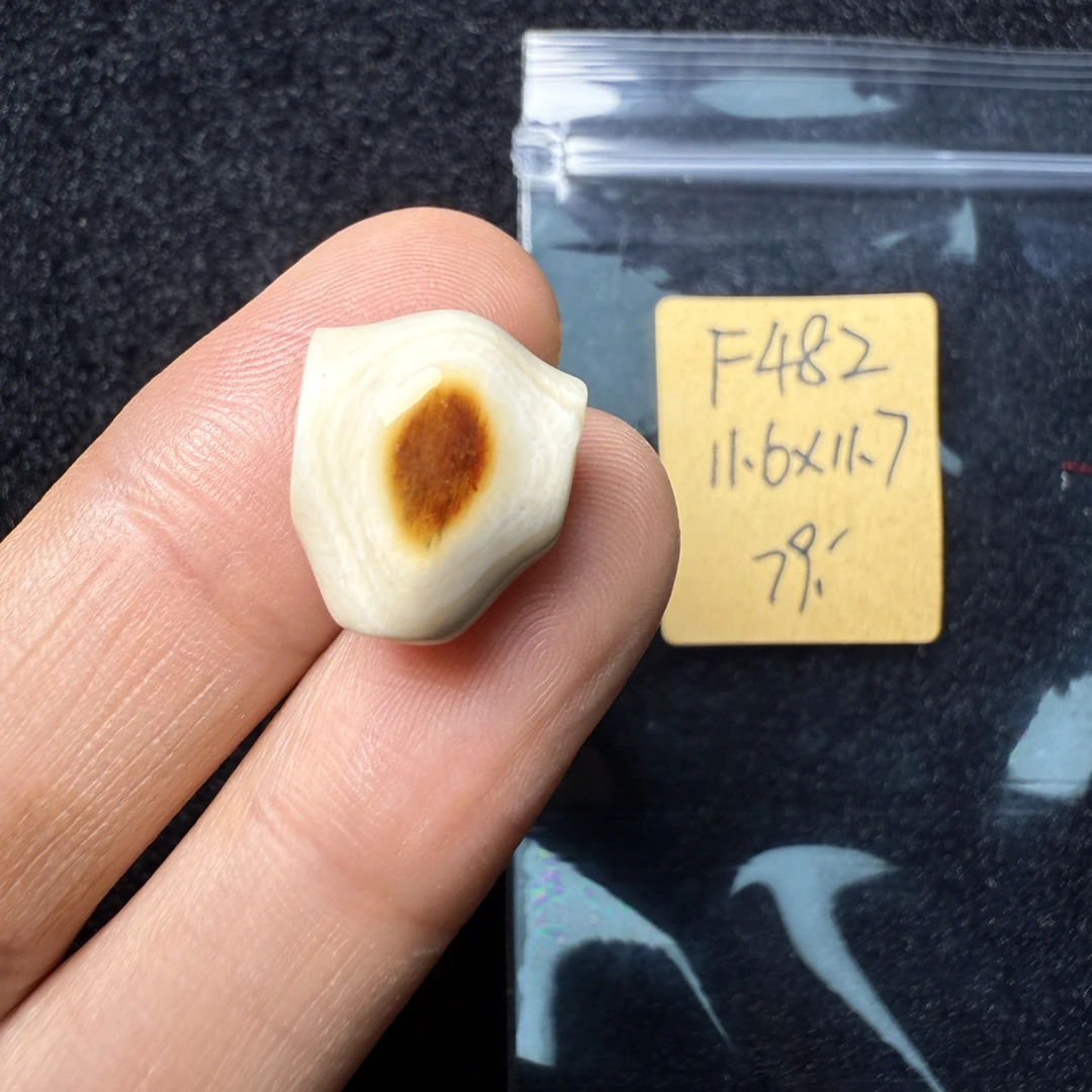 F482猛犸象牙对孔11.6*11.7mm鲨鱼背三通奶咖果冻料
