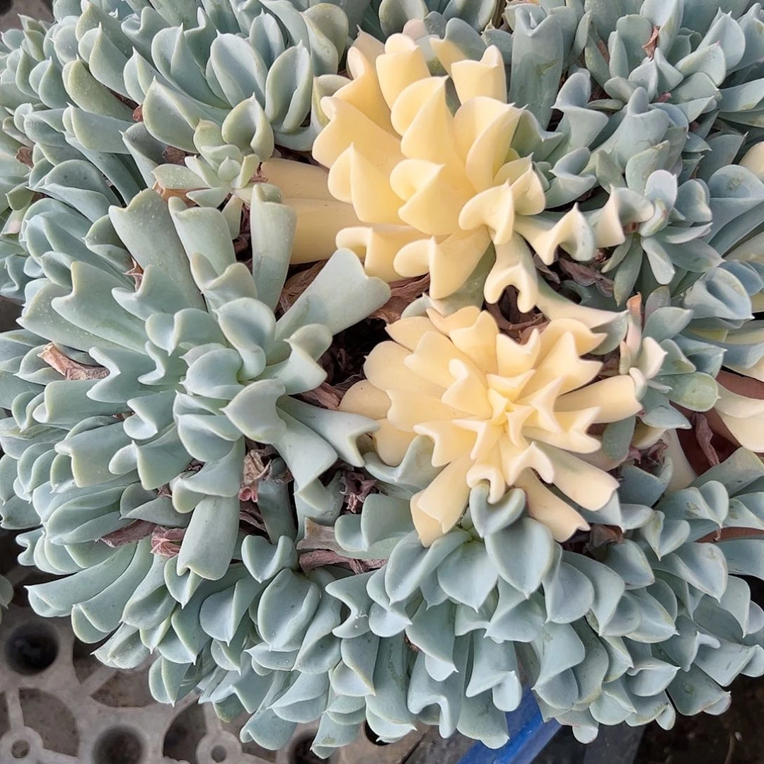 包*抠特特锦群，多肉植物