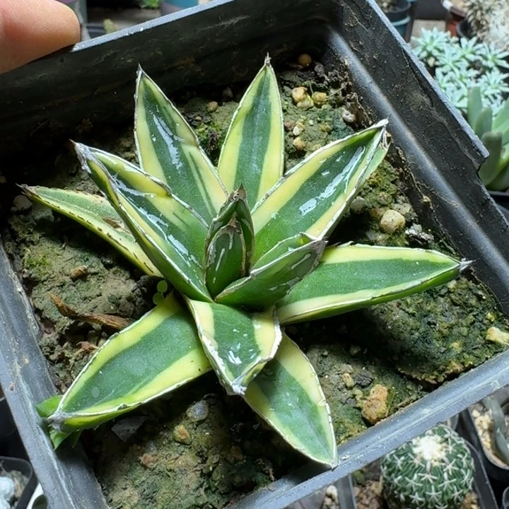 611辉山沙漠凤梨脱土发货