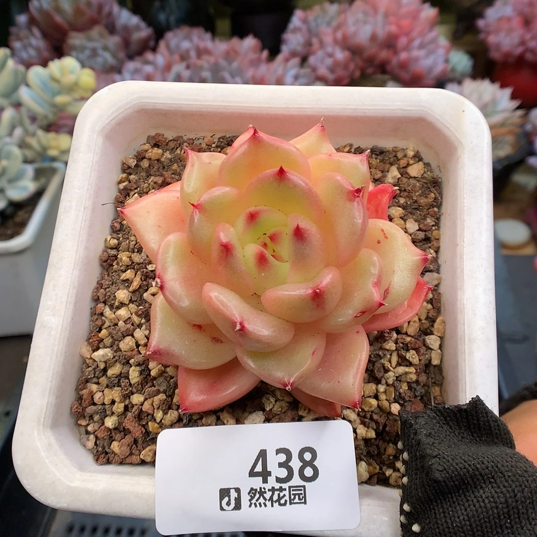 438梦露香莱尔多肉植物666