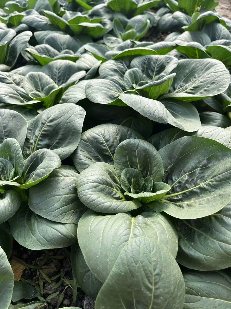 【二姐专属】黑大头苏州青上海青梗菜种子适合阳台四季种植