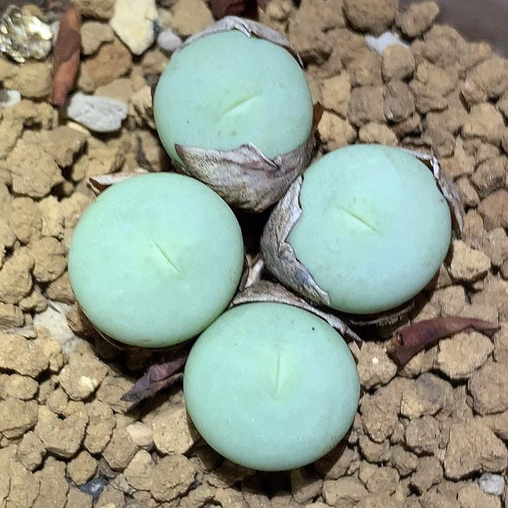 精品多肉植物精品多肉