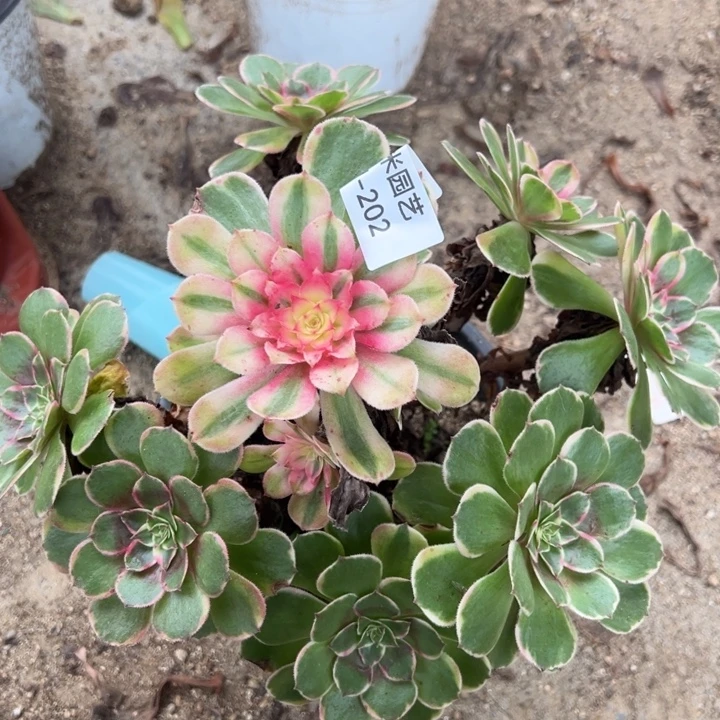 玉芙蓉多肉植物202