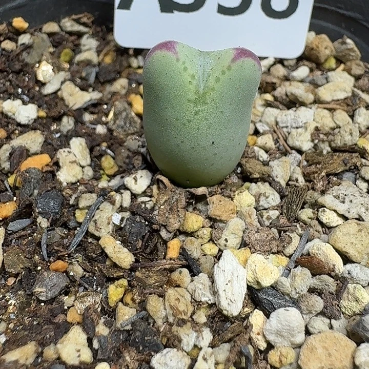 338 多肉植物多肉植物