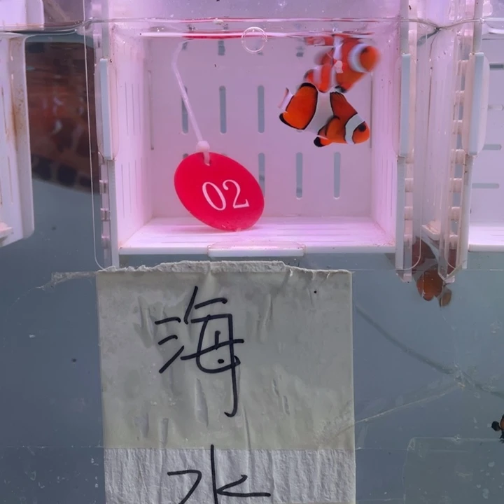 海水鱼精品黑边2条3-4