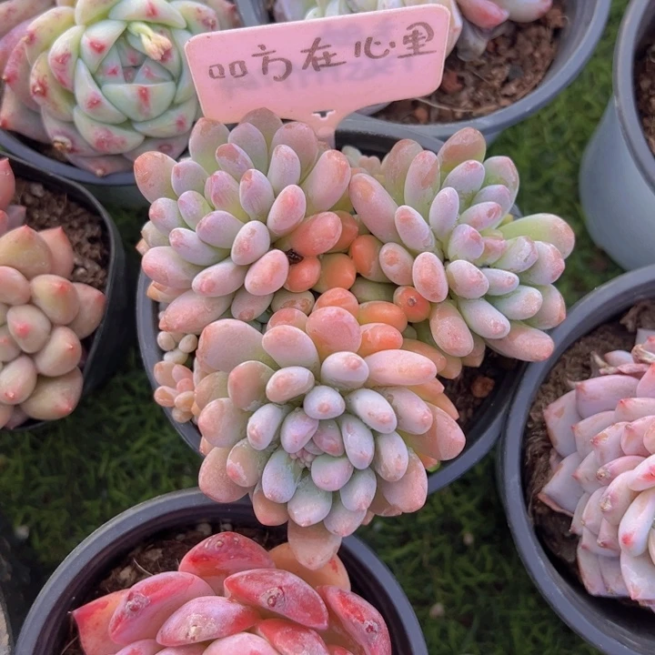 健健康康平平安安