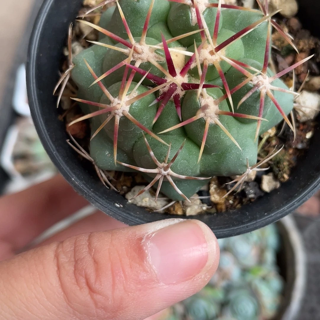 576大红鹰（满18元包邮）