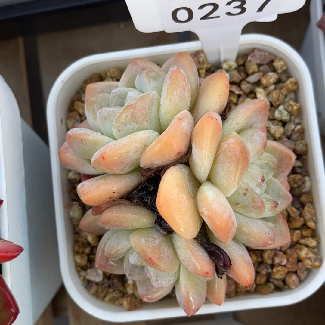 多肉植物0237 满30包邮