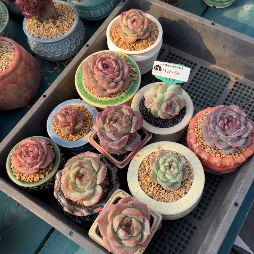 从前慢多肉精选编号1128.56