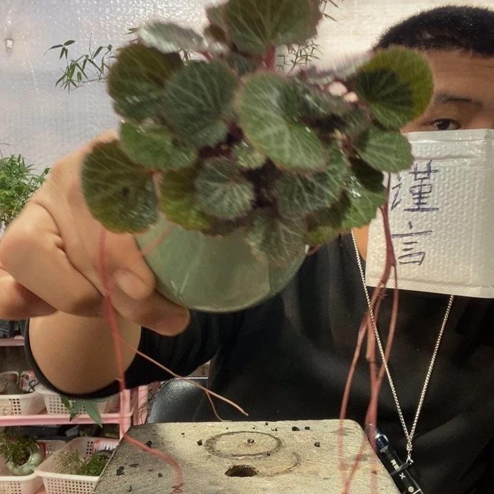 以实际为准盆景绿植盆栽19