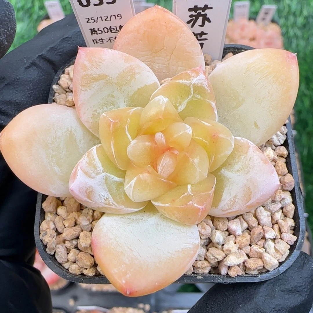 035  苏芳   5厘米盆