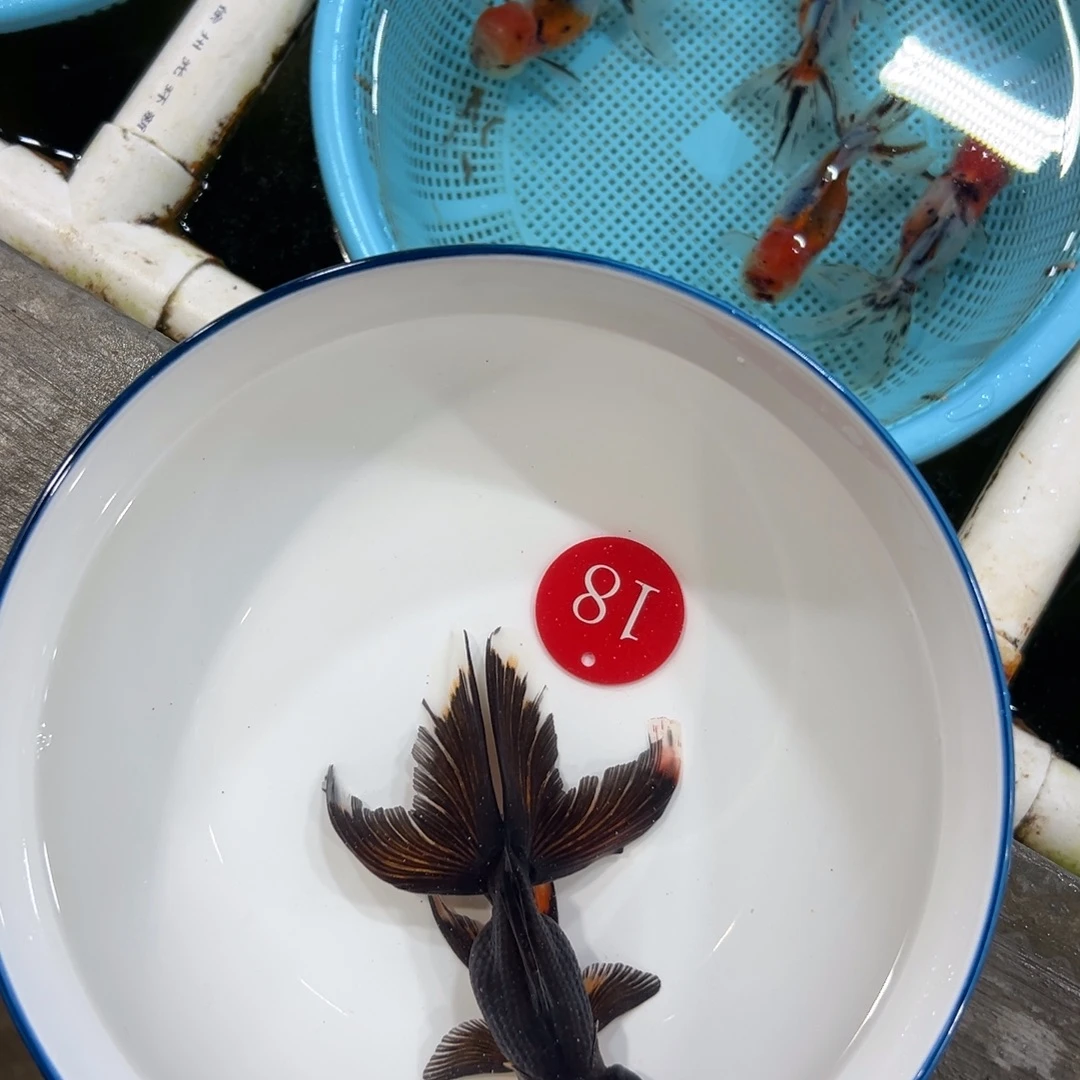 小***！金鱼18号。墨龙晶球一条