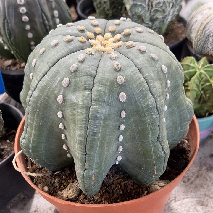 仙人球开花仙人球上