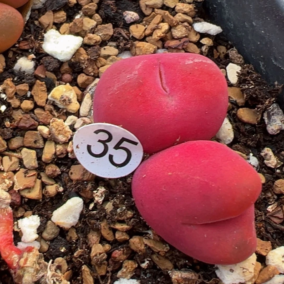 多肉植物111111111111111科