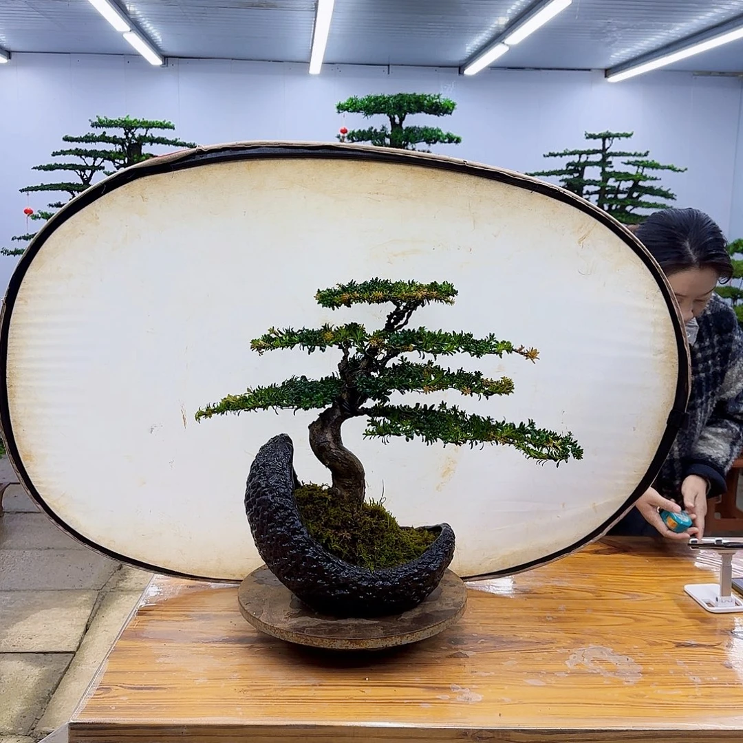 无花朵盆景直播间一物一拍