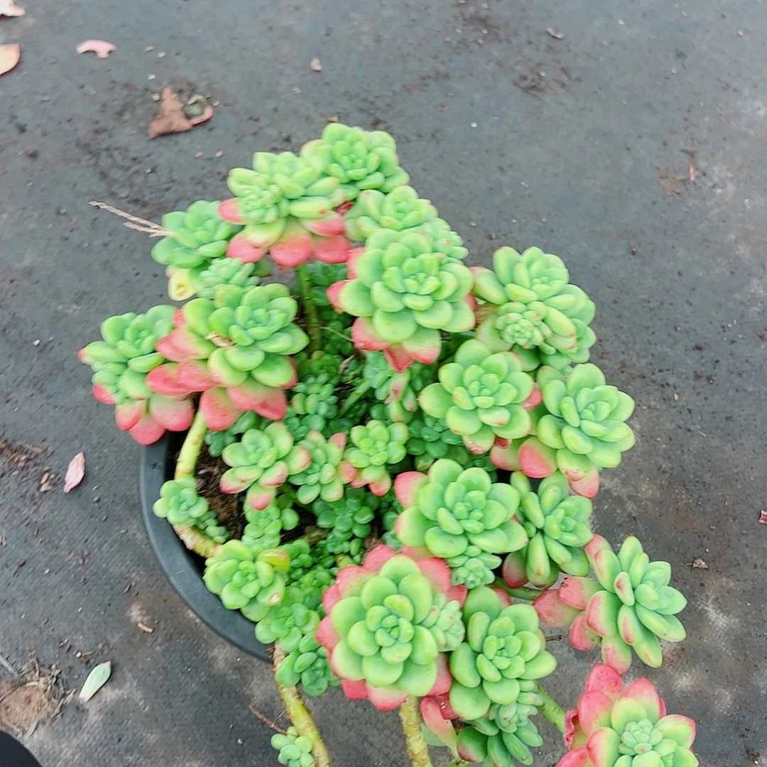 香格里拉多头群生超级大