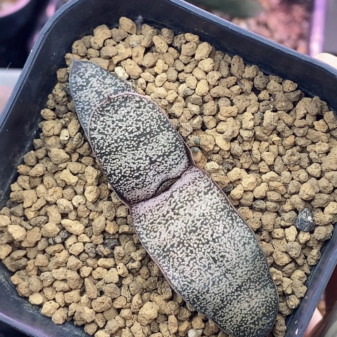 不带盆脱土裸根发货