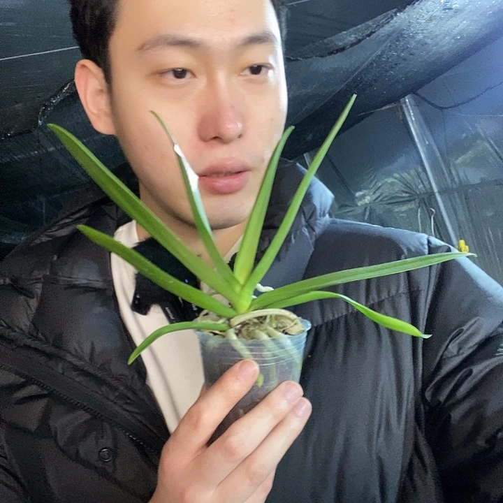 无花朵椎名蓝星蝴蝶兰
