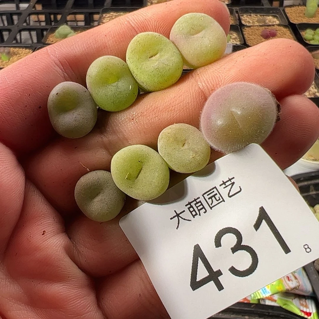 0000431 一物一拍……