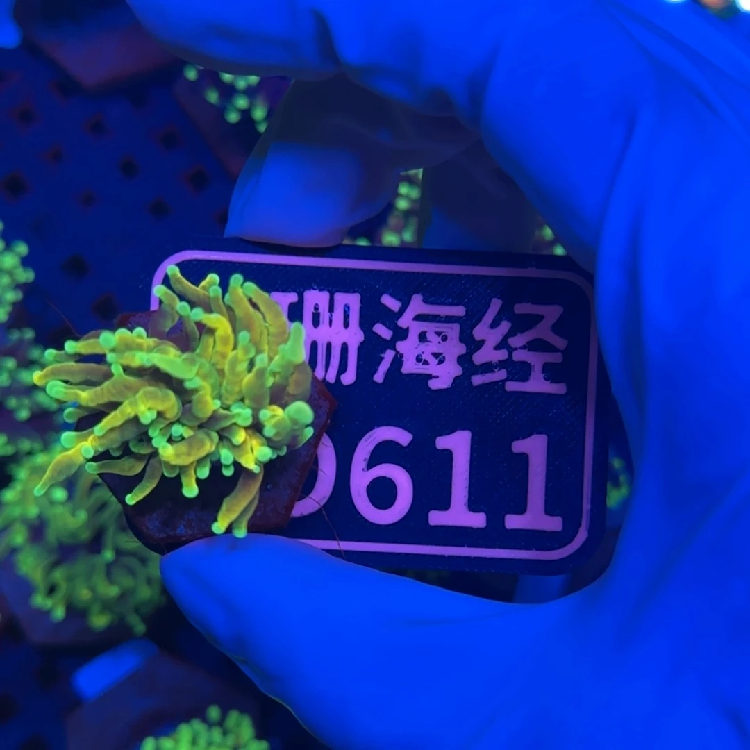 刘***呢纽扣珊瑚又又不包邮发色差霓虹金D611