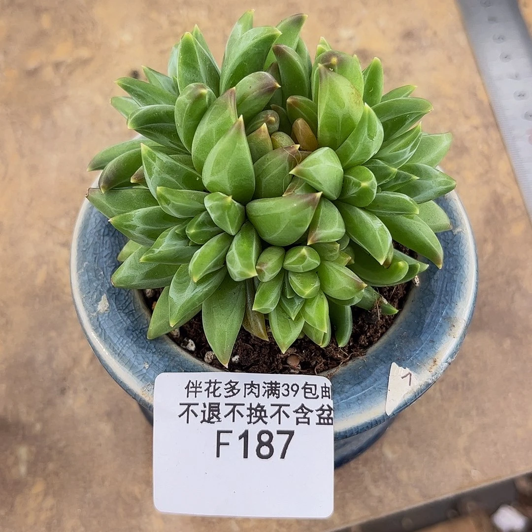 187-幻影美人多肉6cm