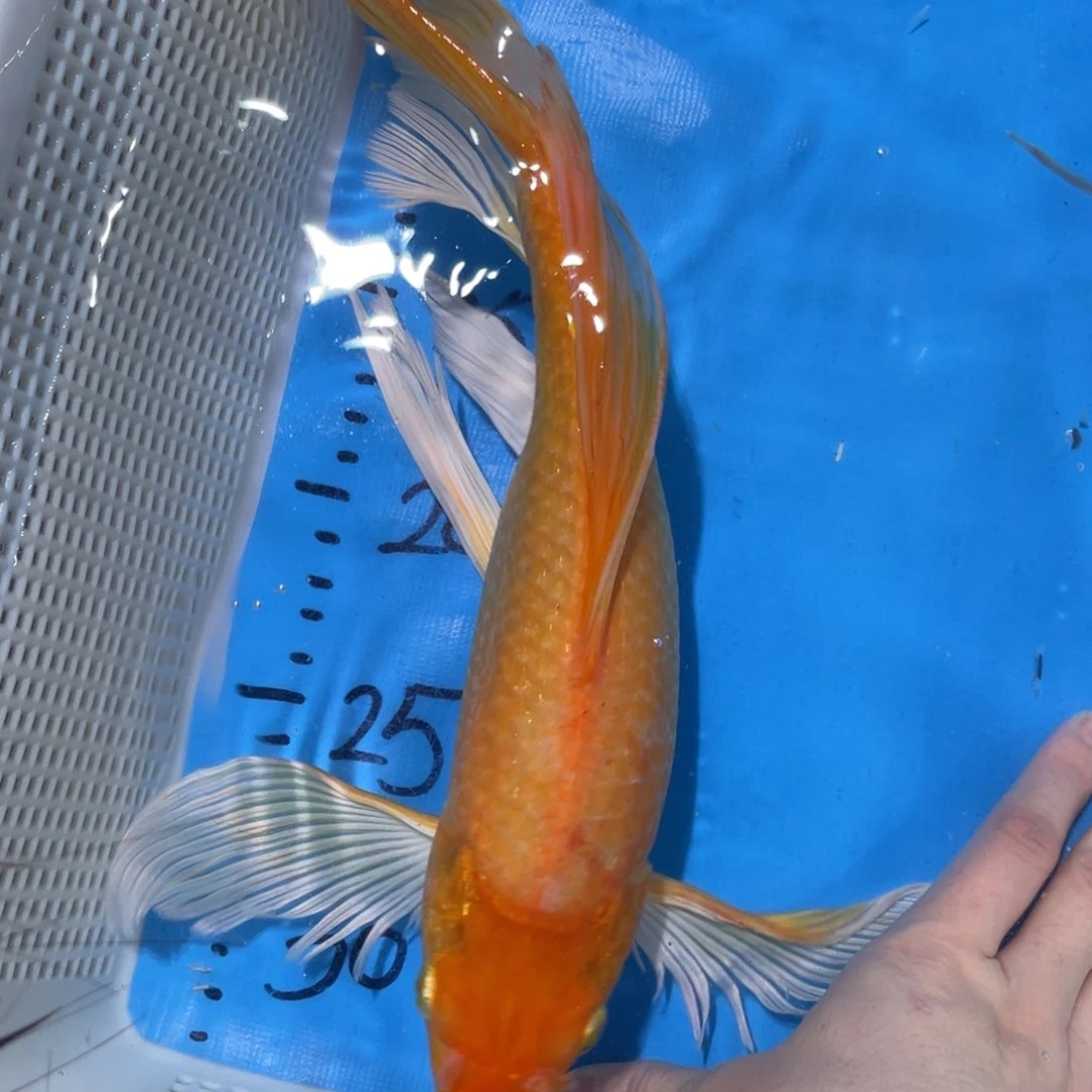 锦鲤锦鲤蝴蝶鲤鱼包邮
