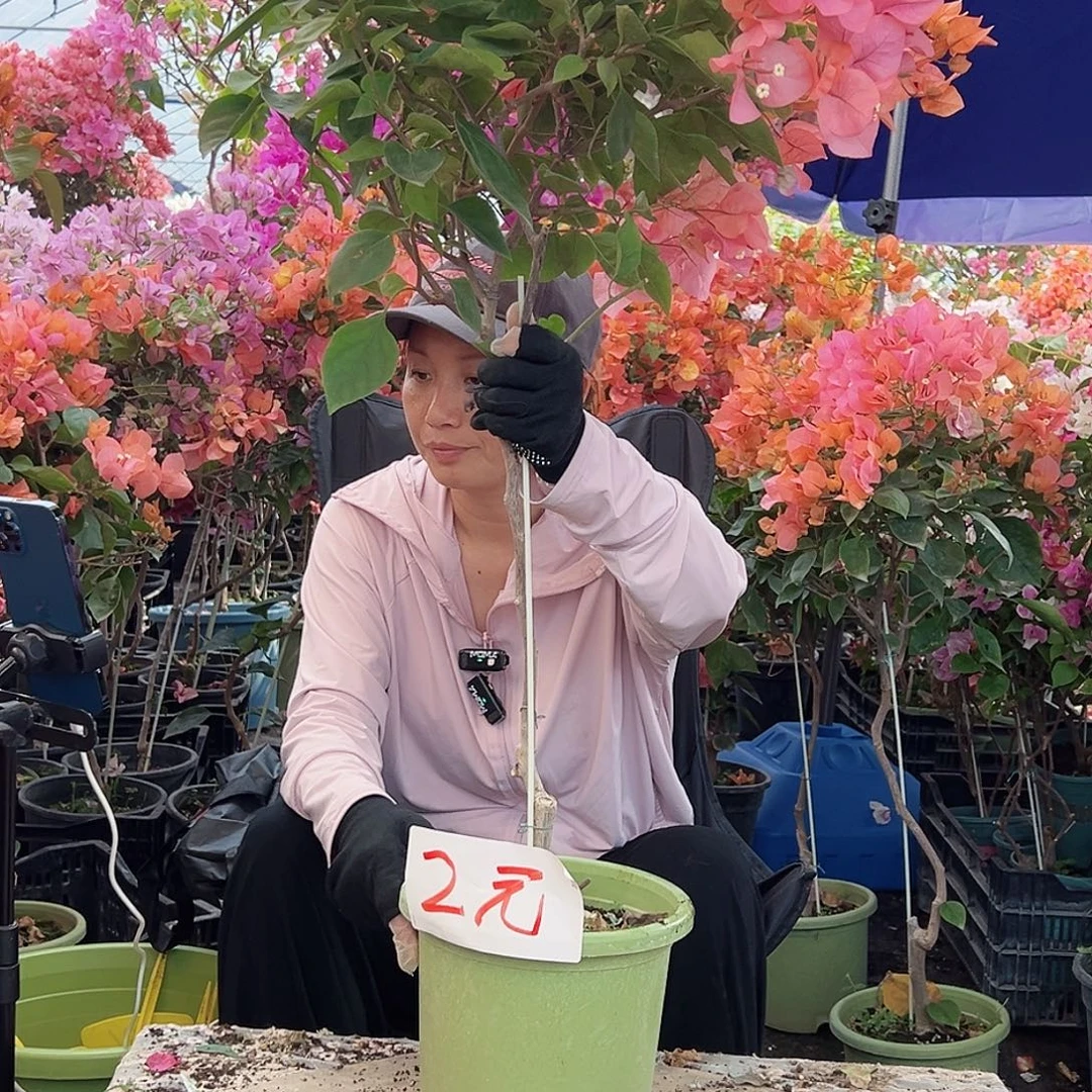 大部分花苞少量开放波妹棒棒糖一颗，绿盆