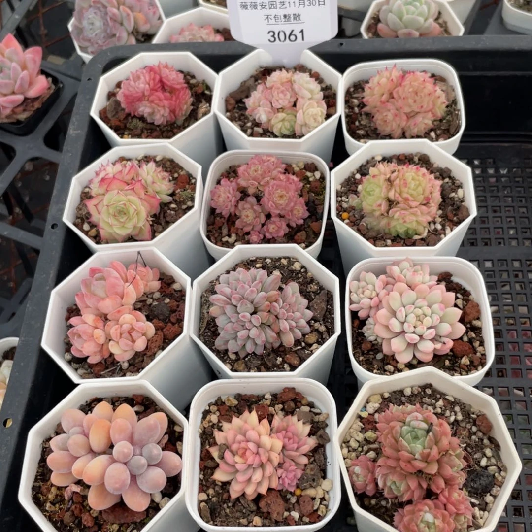 不包整散 盆子不售后3061