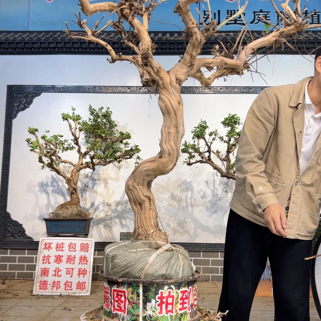 无花朵金银花开花15428456