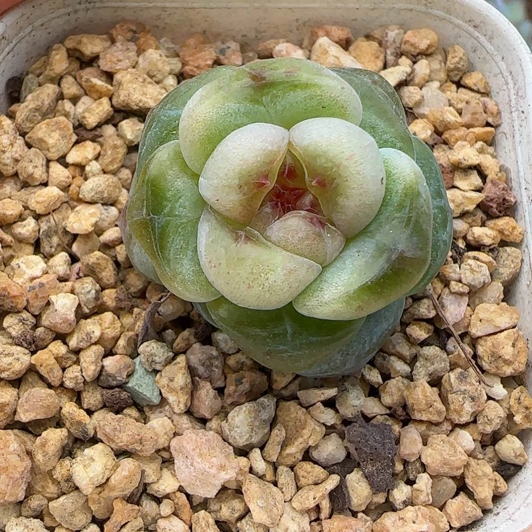 467圆体【满29包邮非偏远】