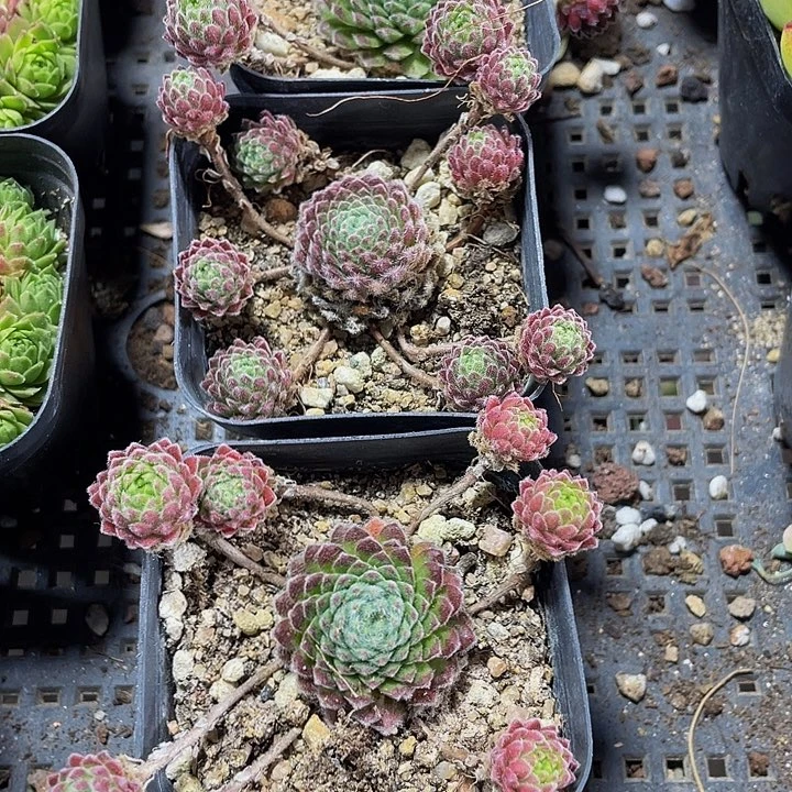 优雅2.8带盆土发货